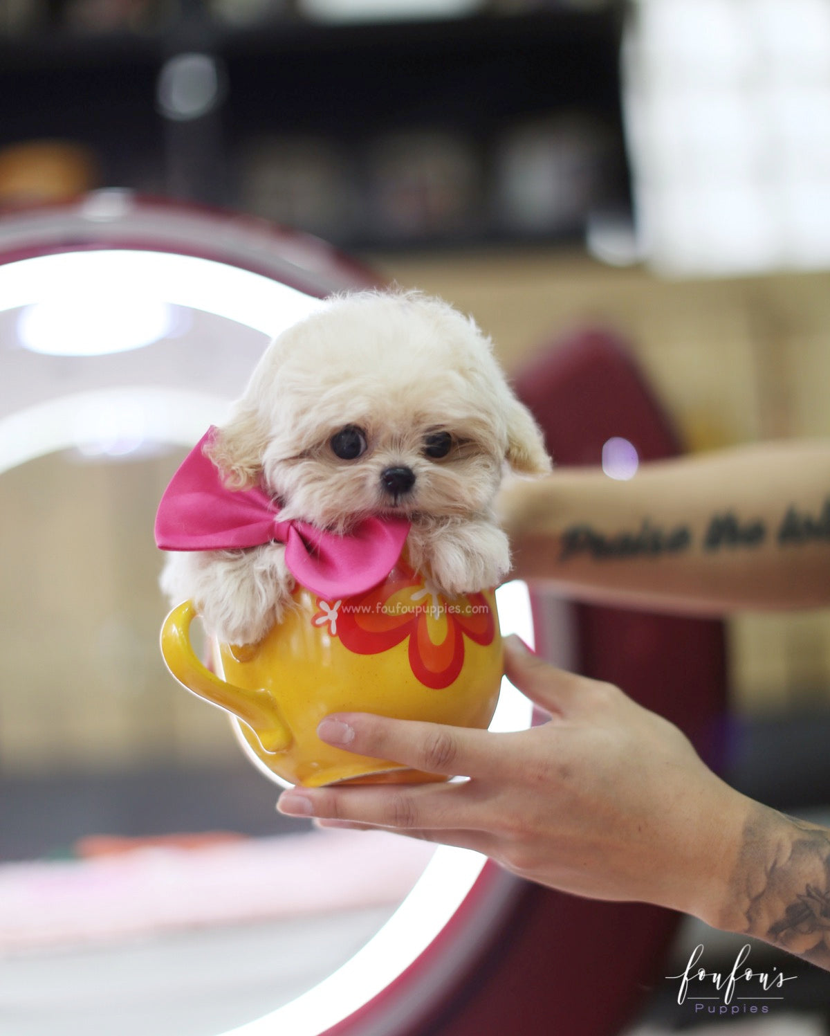 Celine - Maltipoo F.