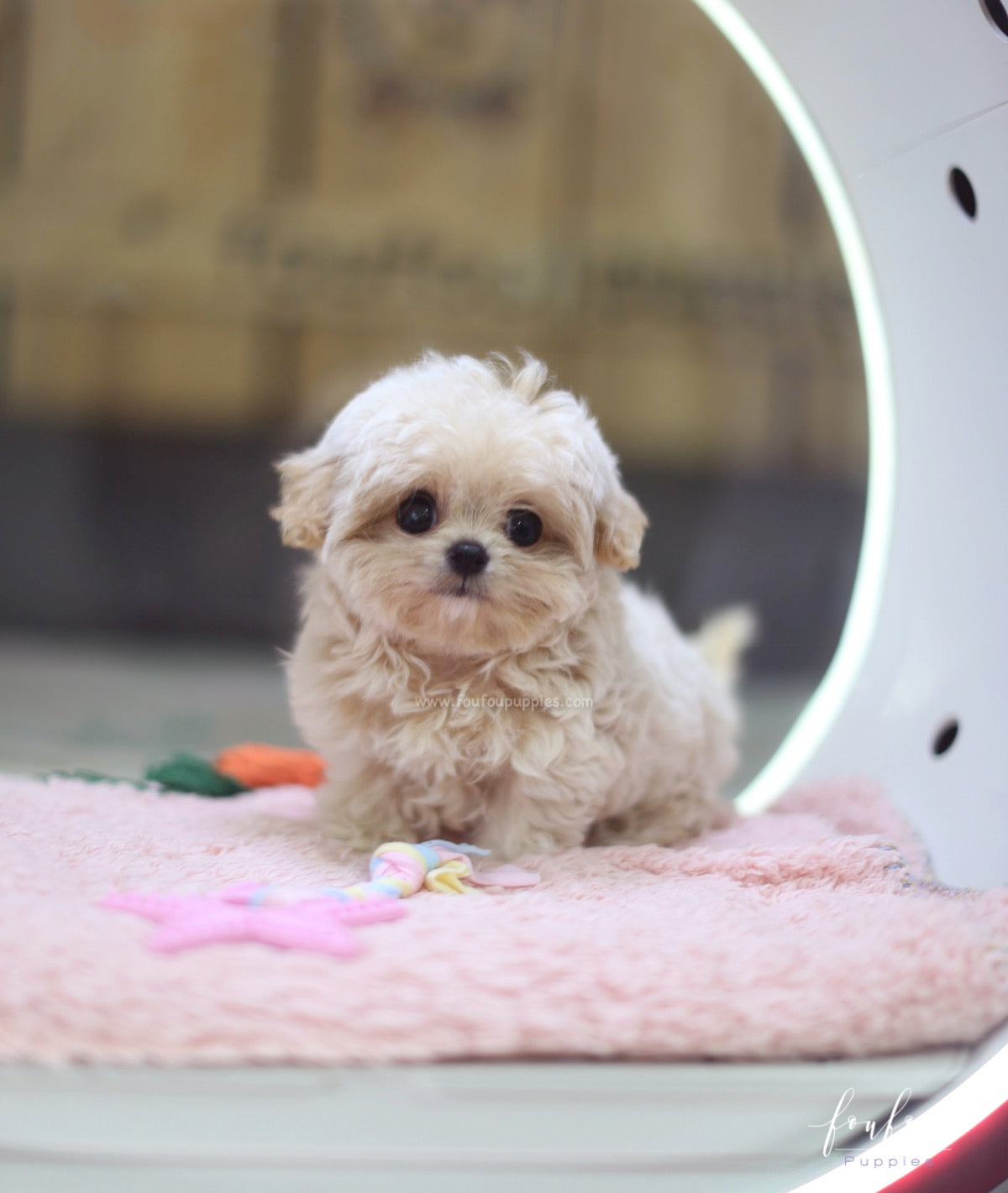 Celine - Maltipoo F.