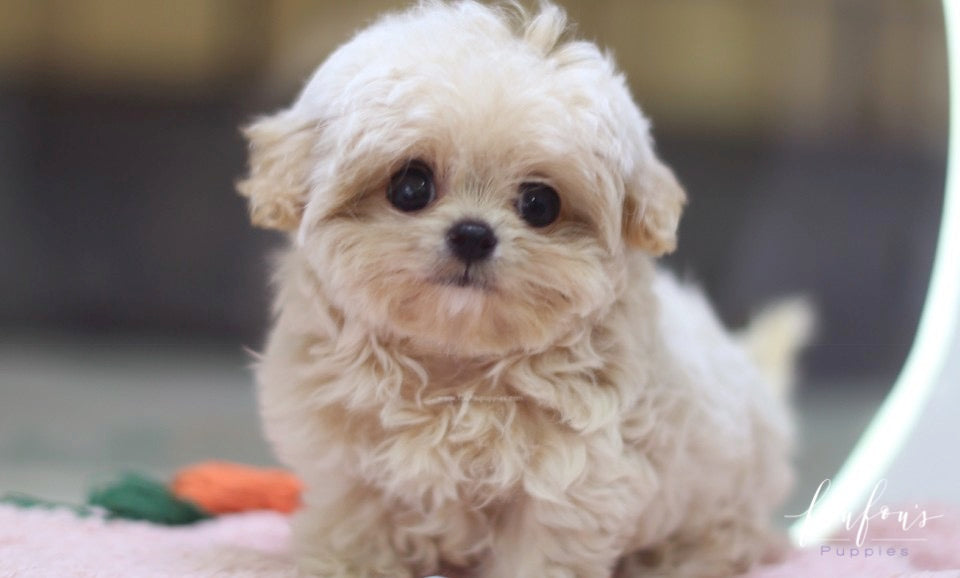 Celine - Maltipoo F.