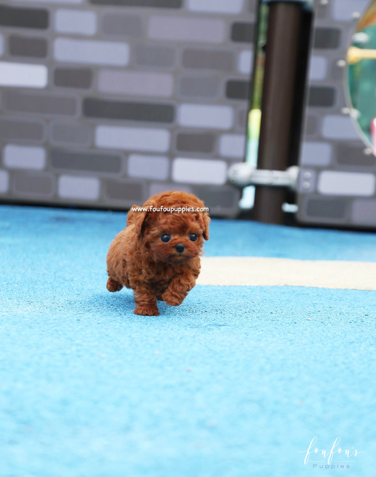 Toto - Poodle M.
