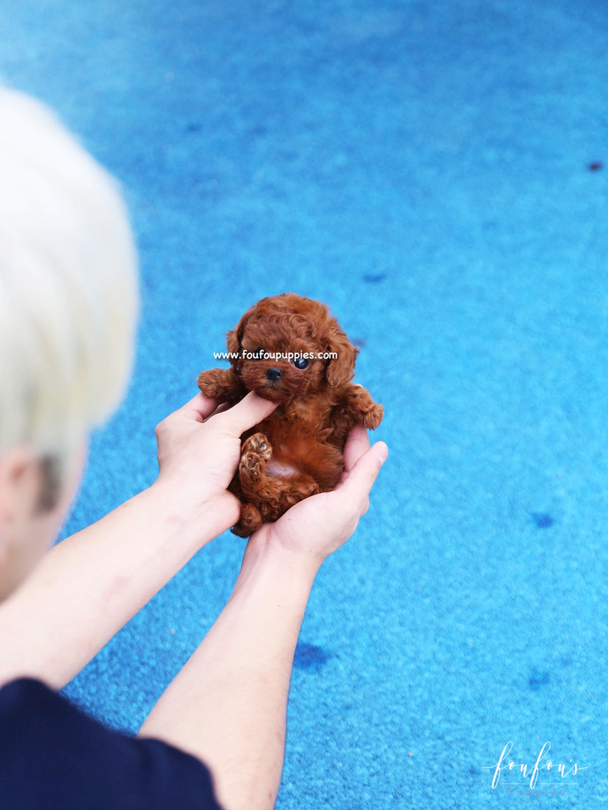 Toto - Poodle M.
