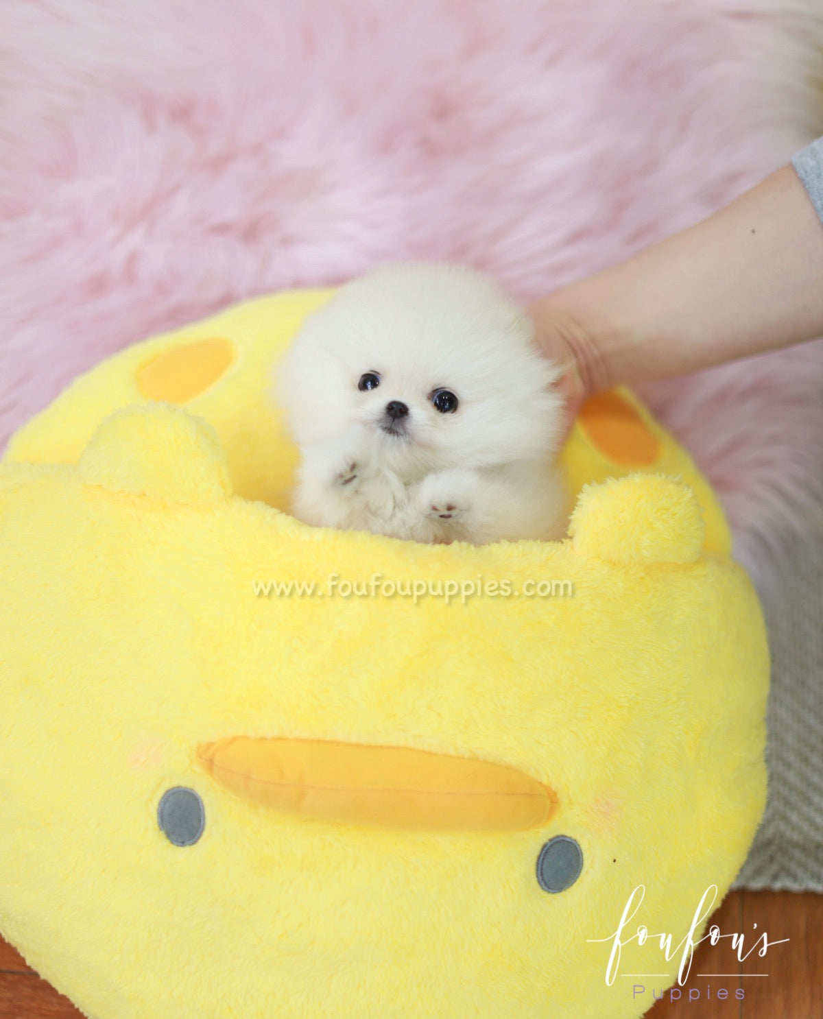 Brie - Pomeranian F.