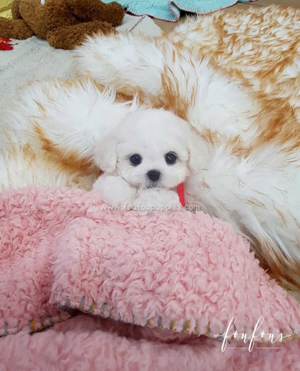 Bichon