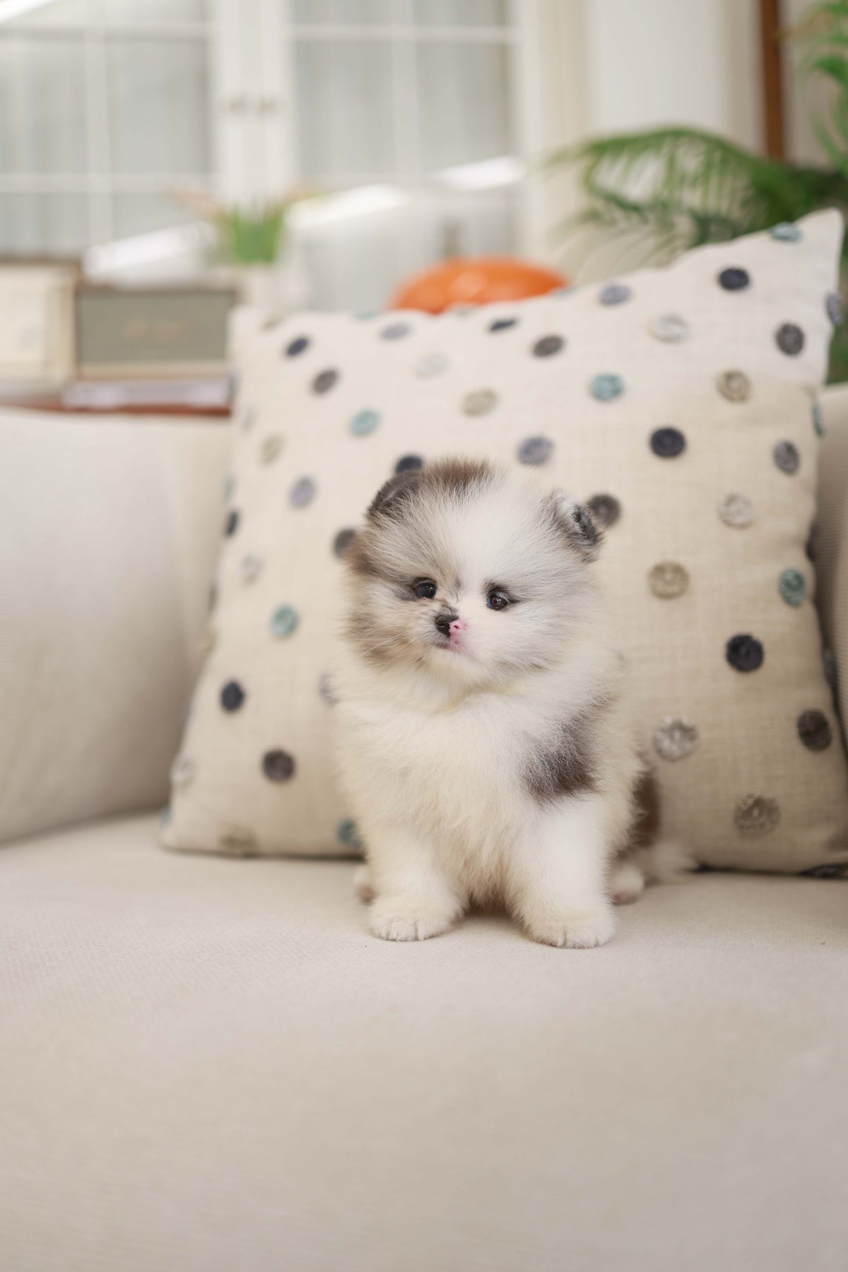 Nemo - Pomeranian M.
