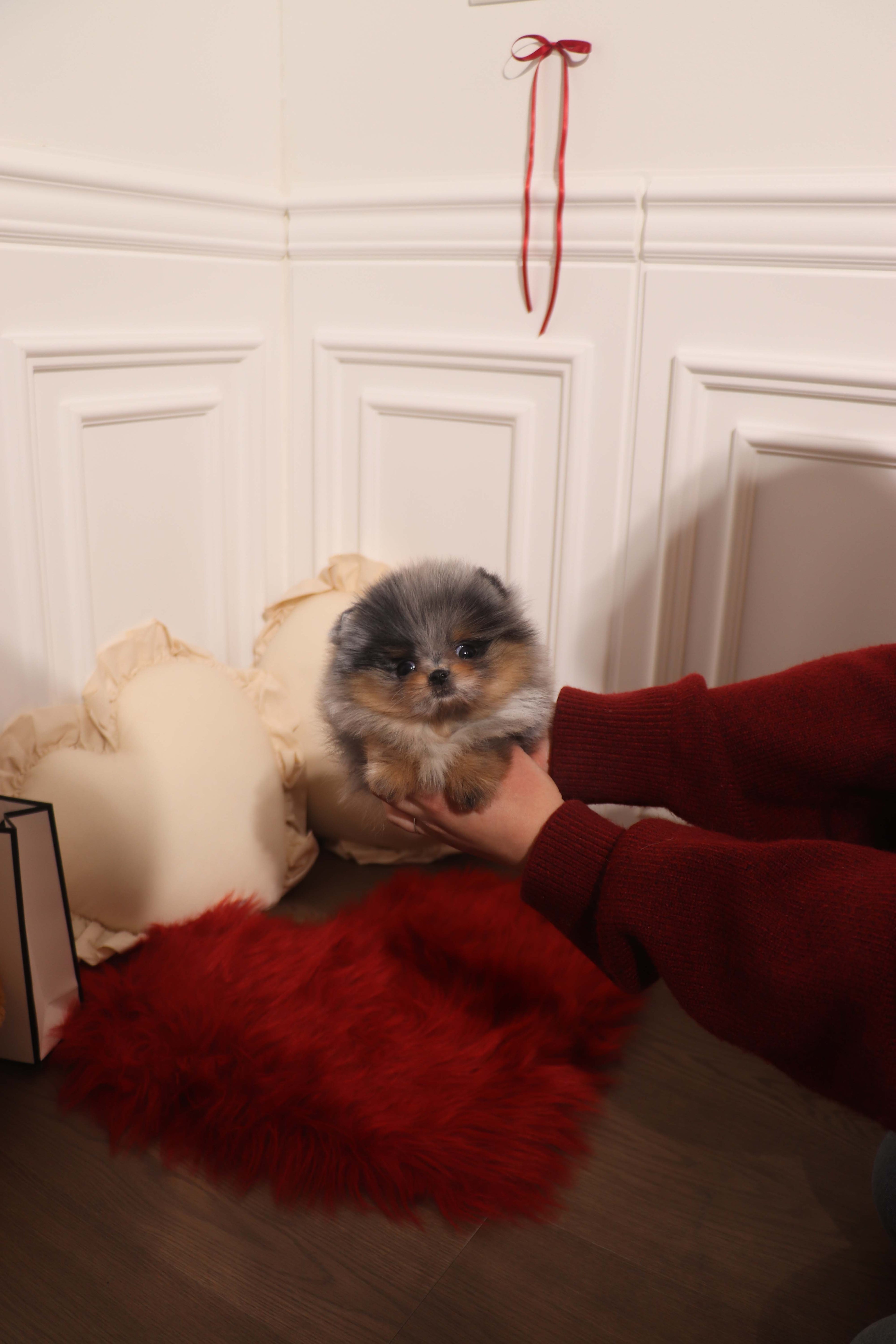 Aura - Pomeranian F.