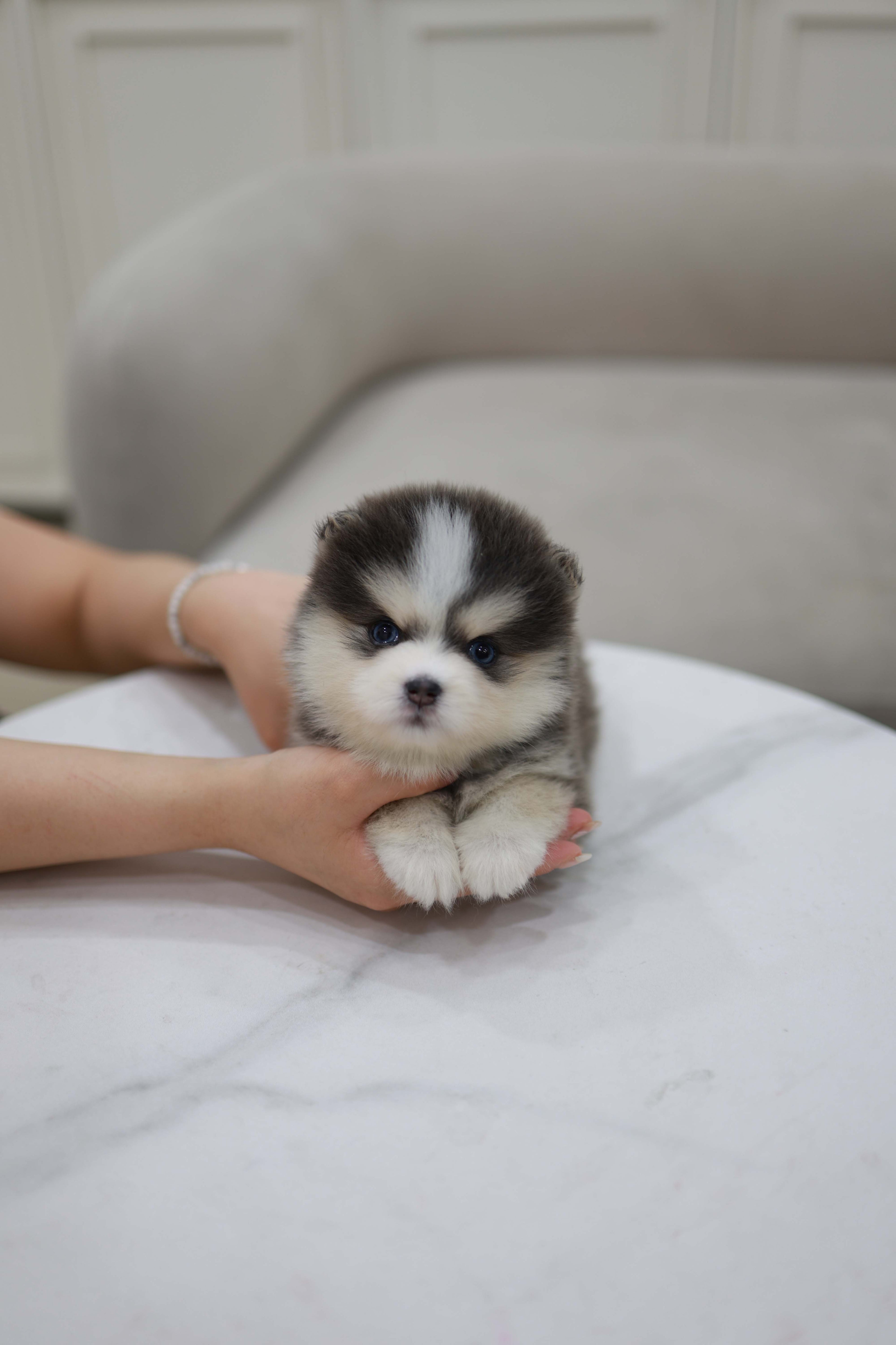 Cookie - Pomsky F.
