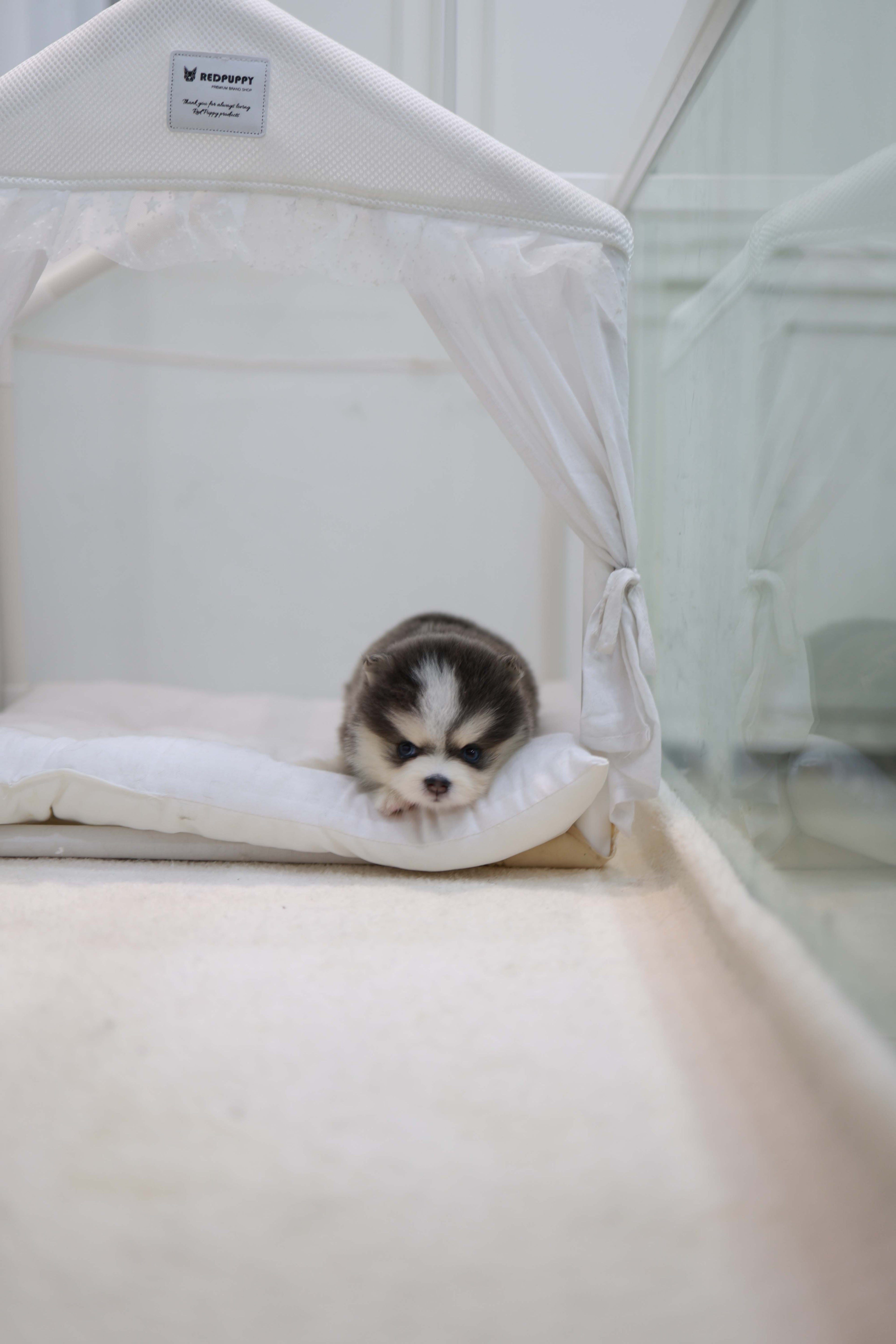 Cookie - Pomsky F.