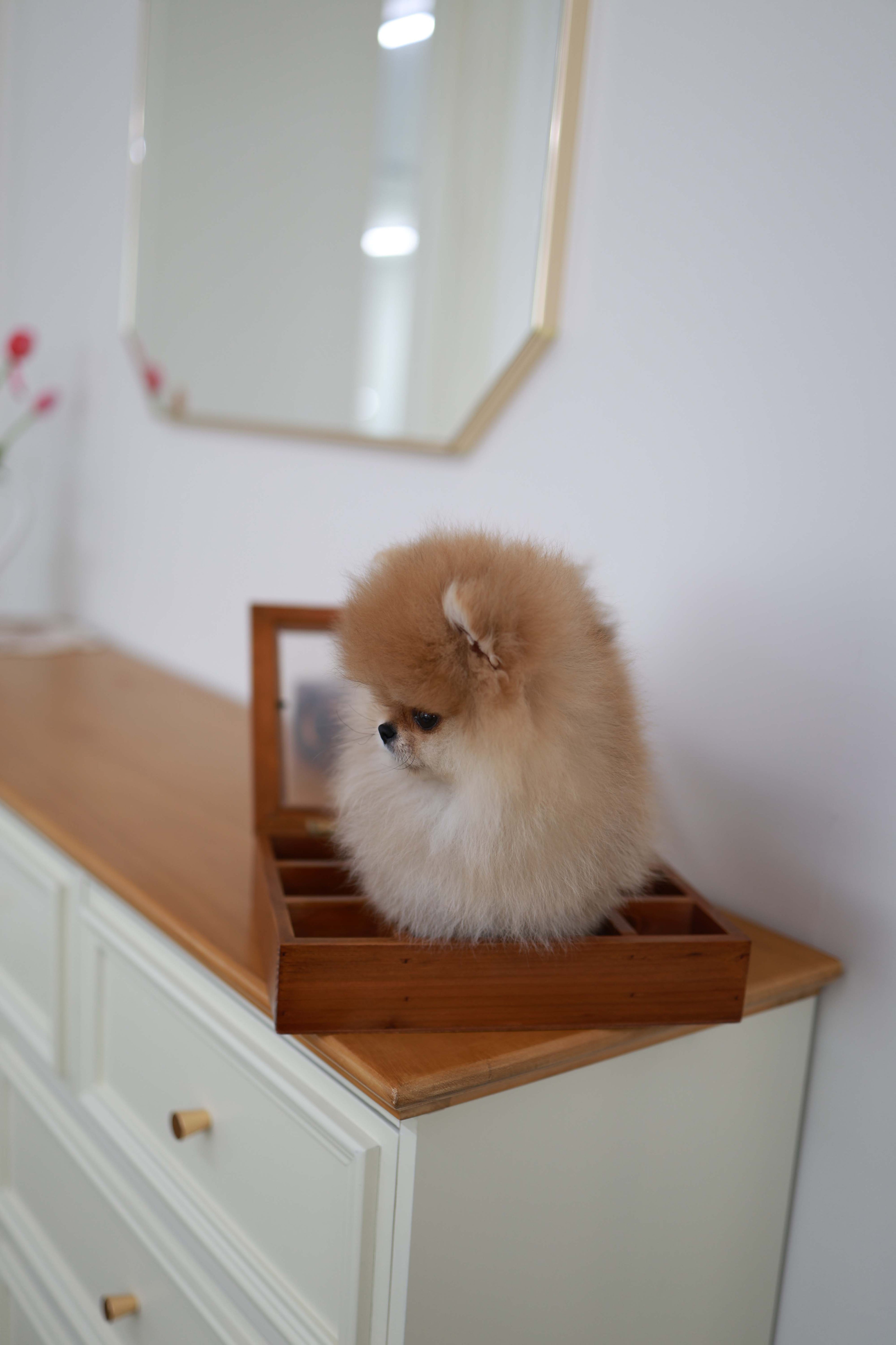 BooBear - Pomeranian M
