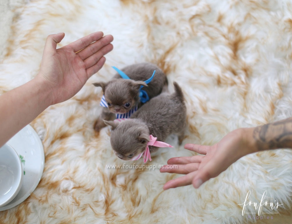 Monica - Chihuahua F.