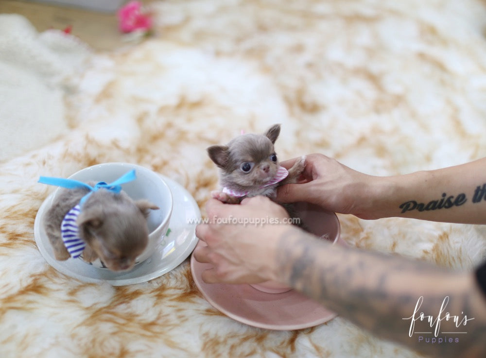 Monica - Chihuahua F.