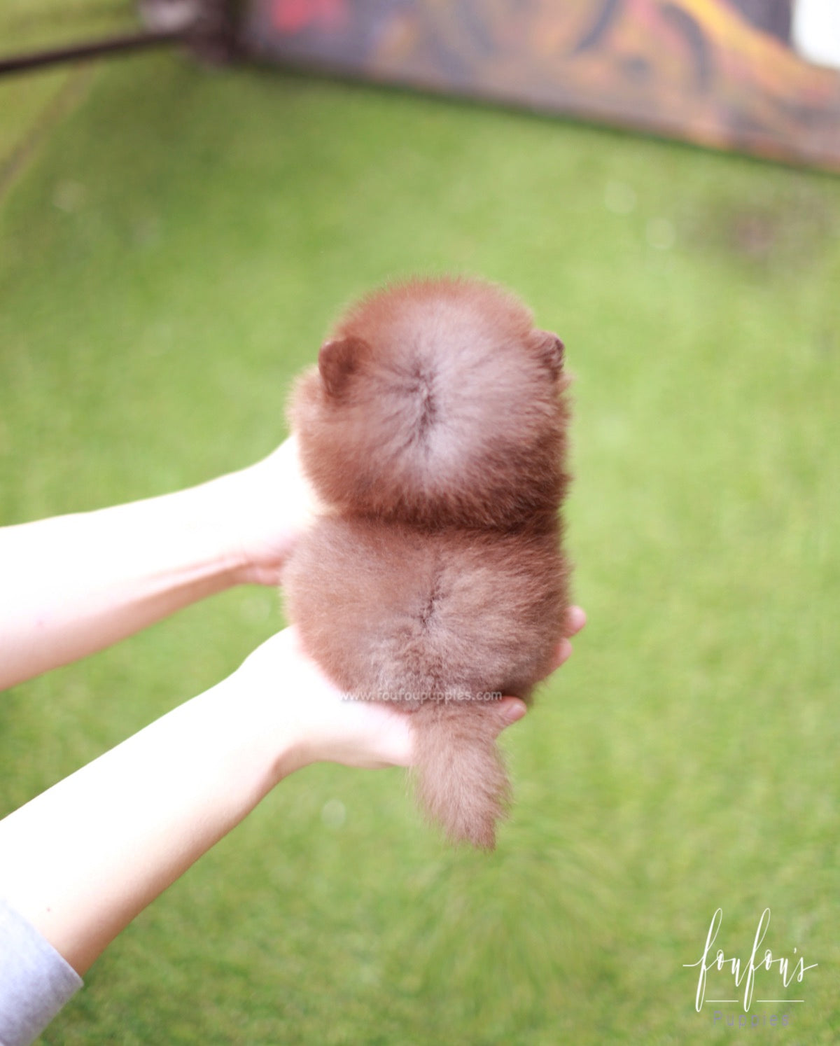 Twix - Pomeranian M.
