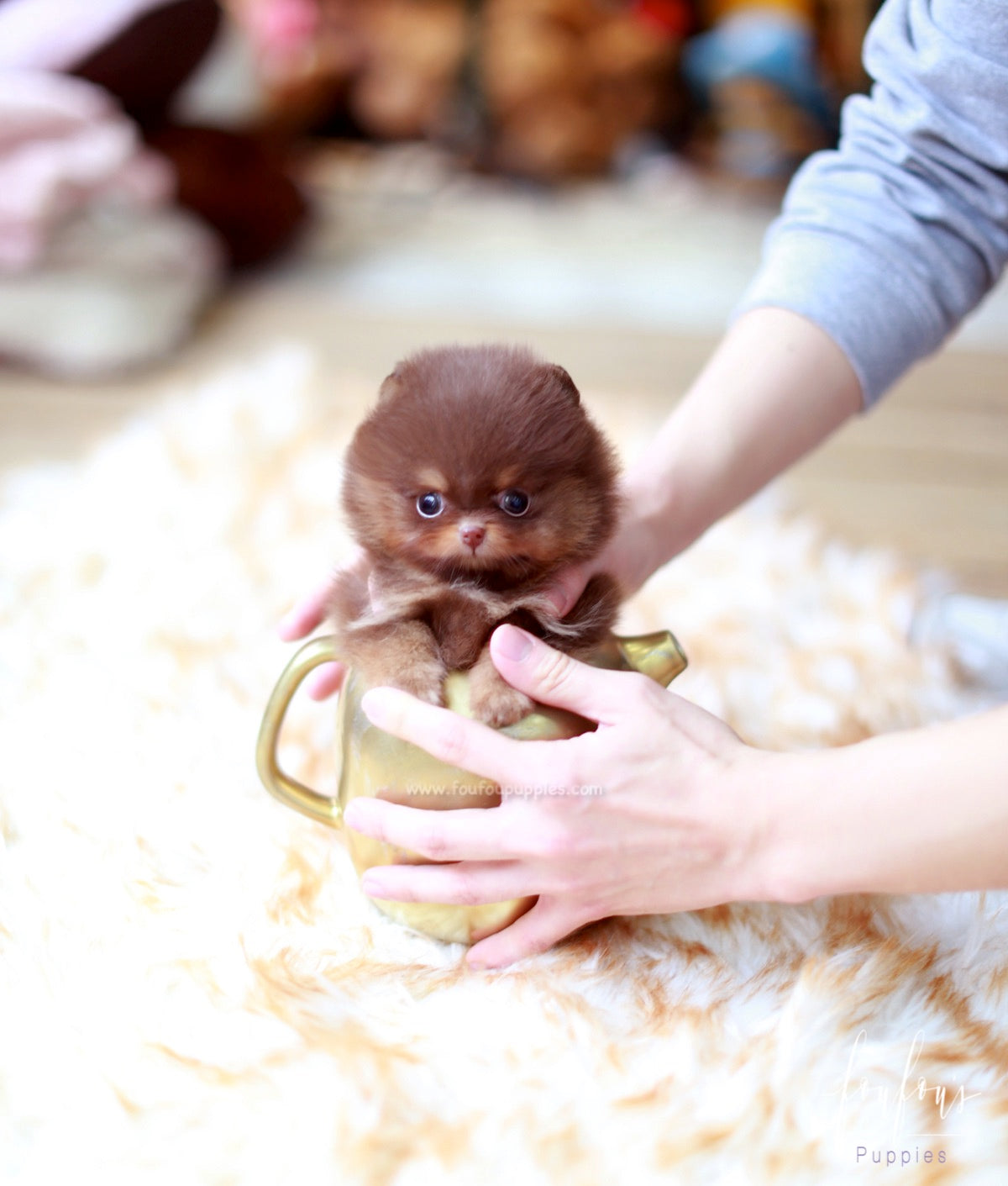 Twix - Pomeranian M.