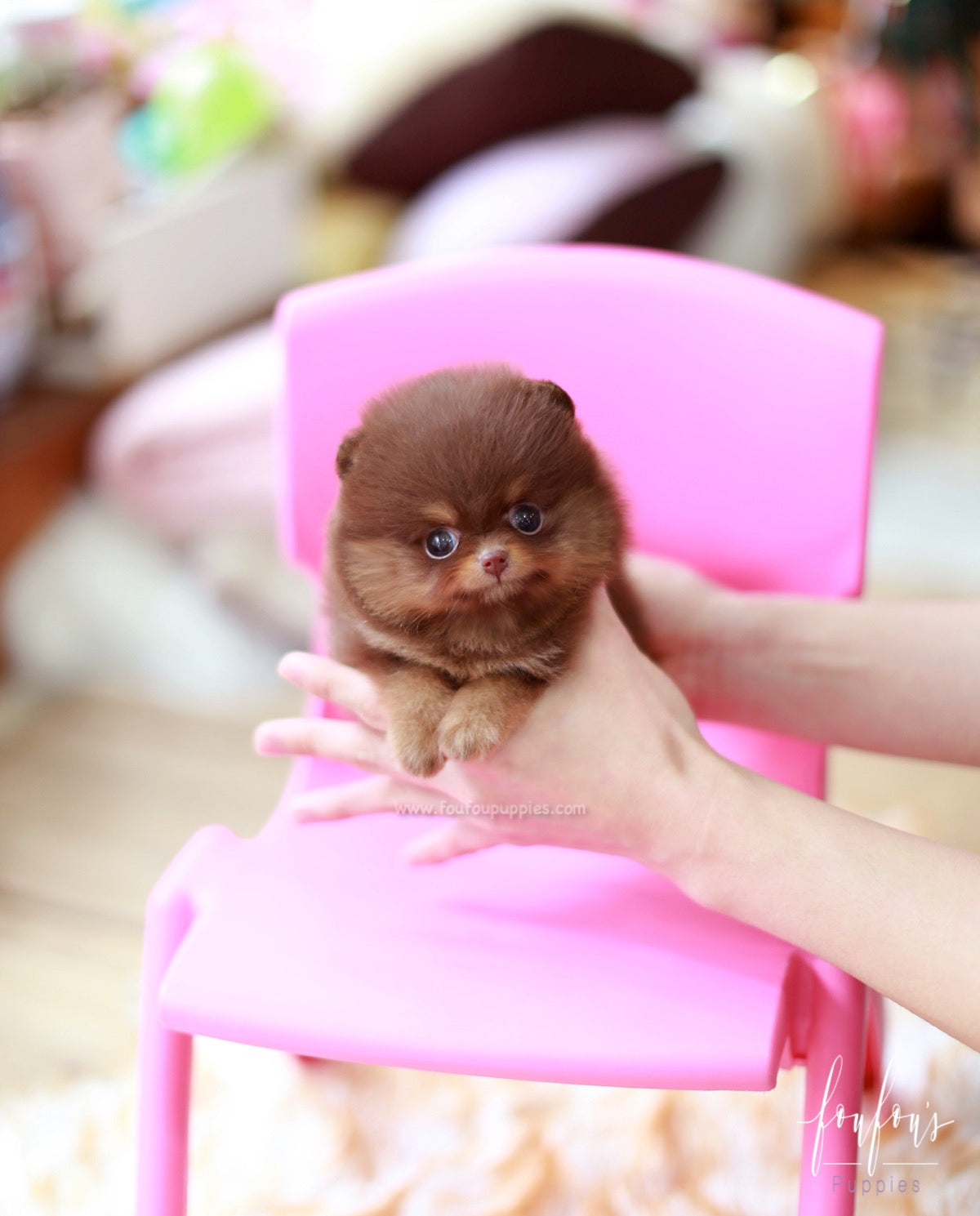 Twix - Pomeranian M.