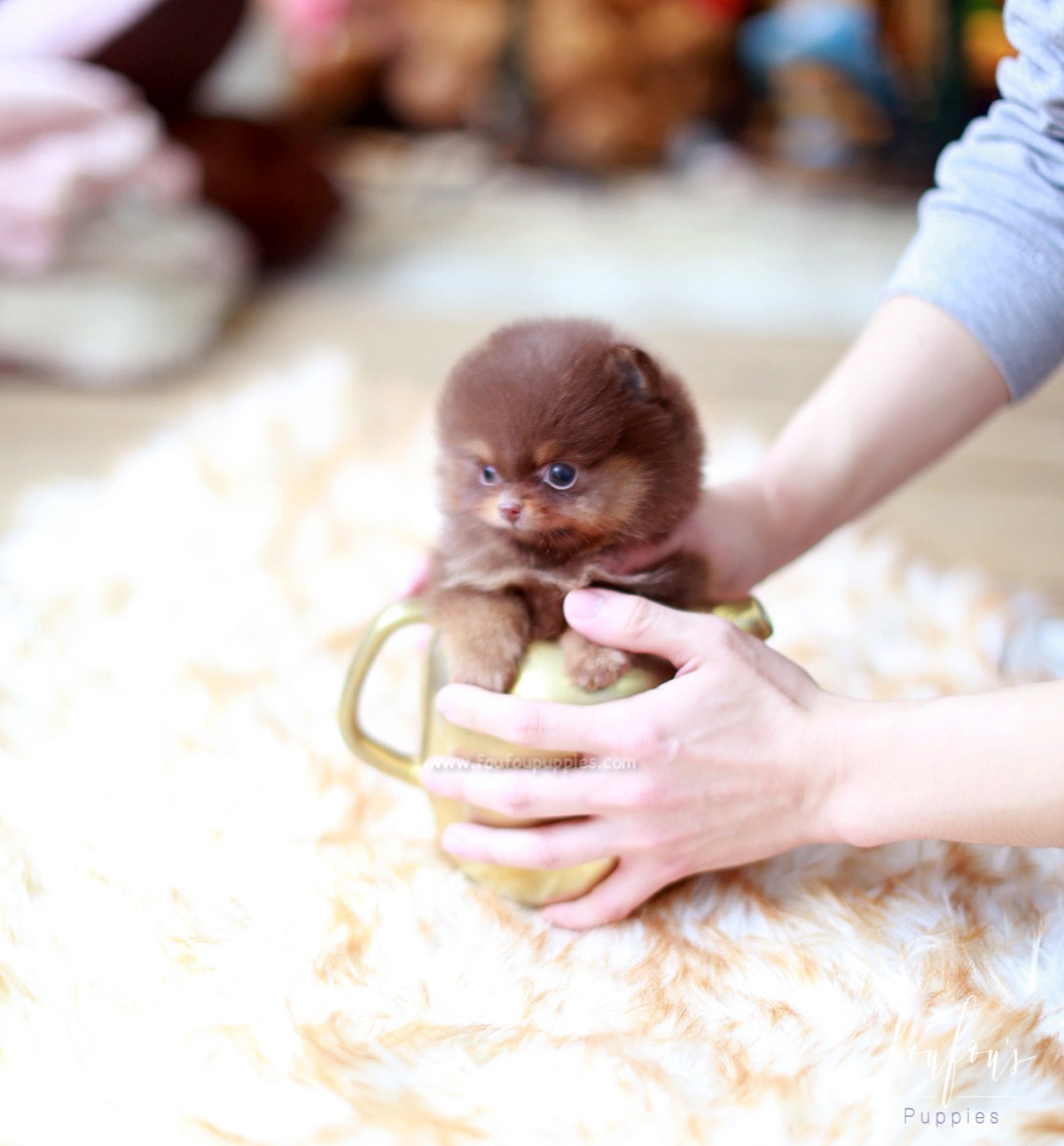 Twix - Pomeranian M.