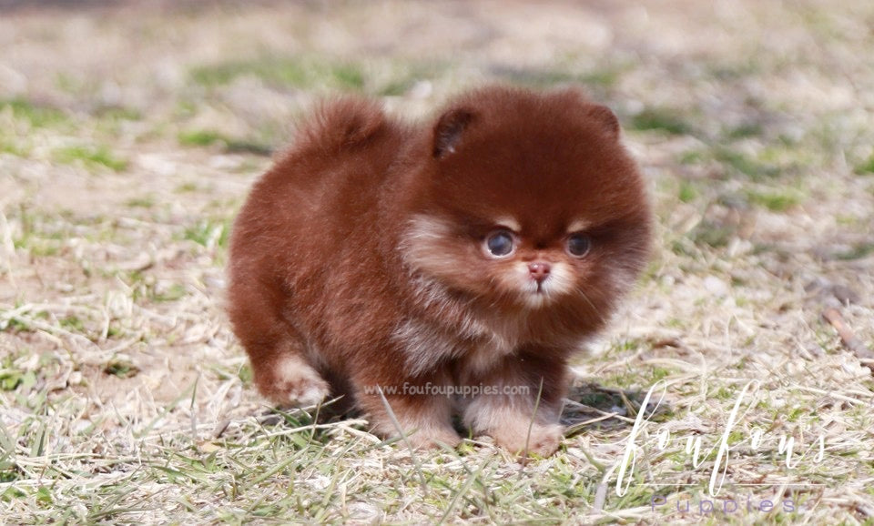 Tootsie - Pomeranian F.