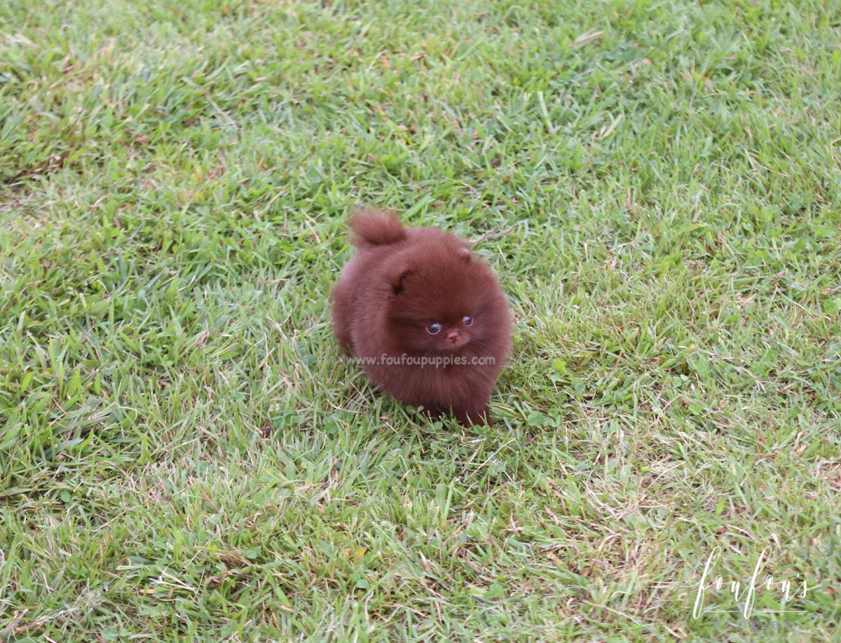 Valencia - Pomeranian F.