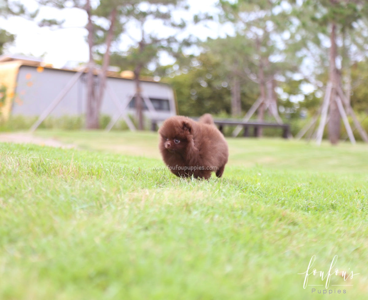 Valencia - Pomeranian F.