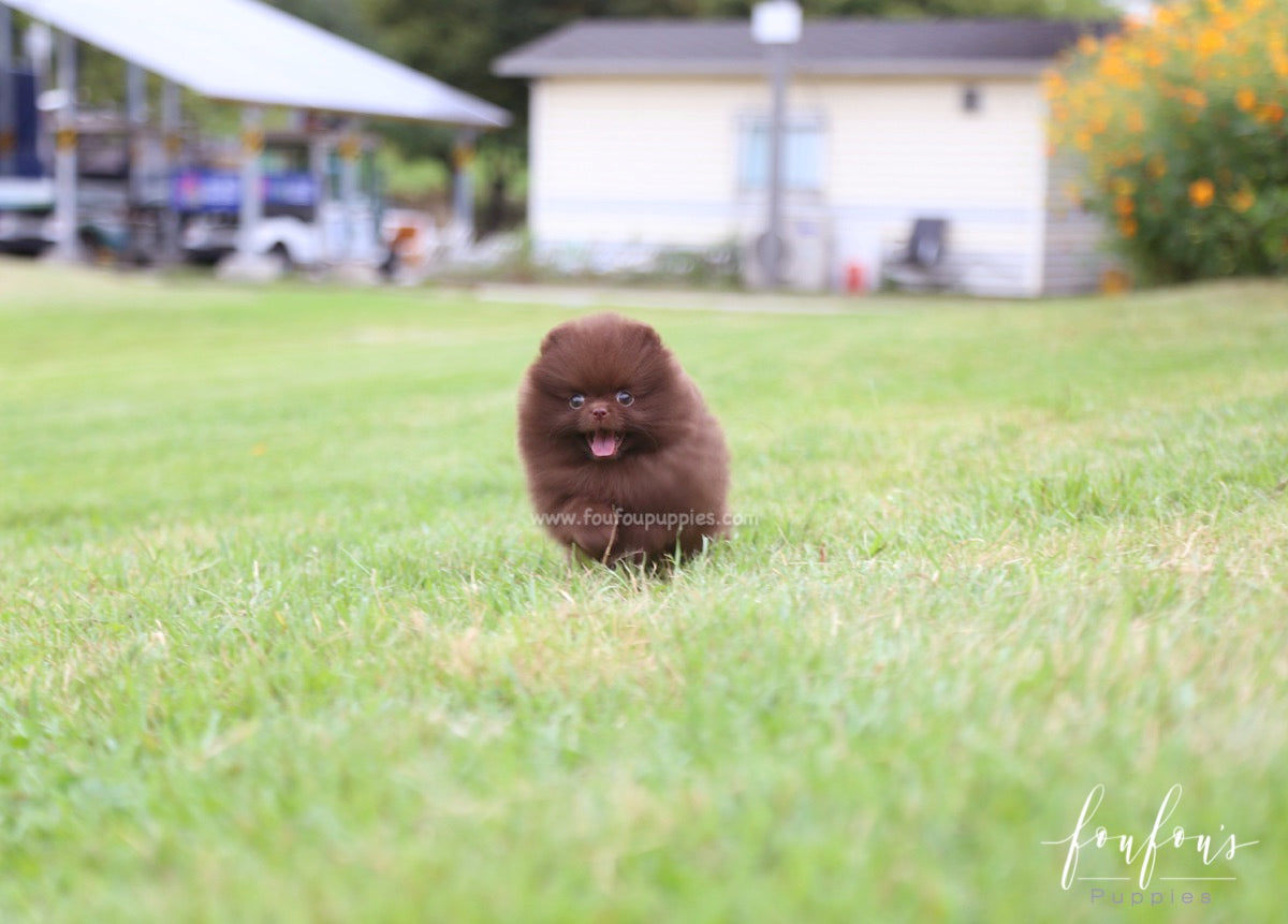 Valencia - Pomeranian F.