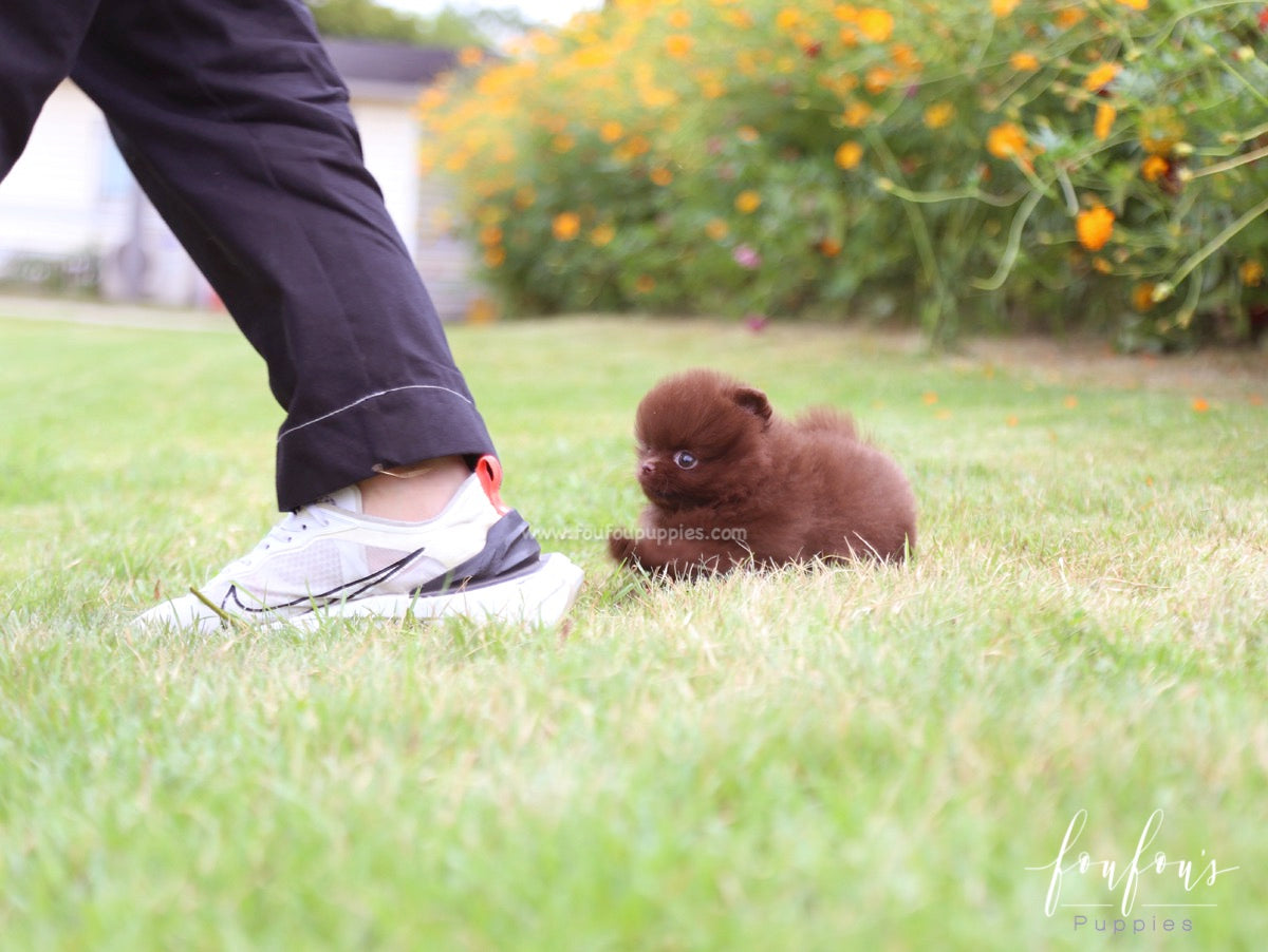 Valencia - Pomeranian F.