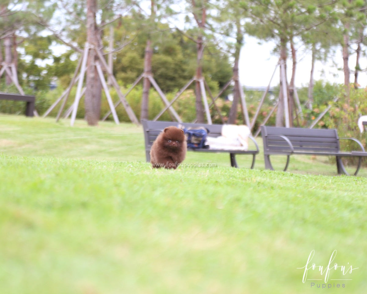 Valencia - Pomeranian F.
