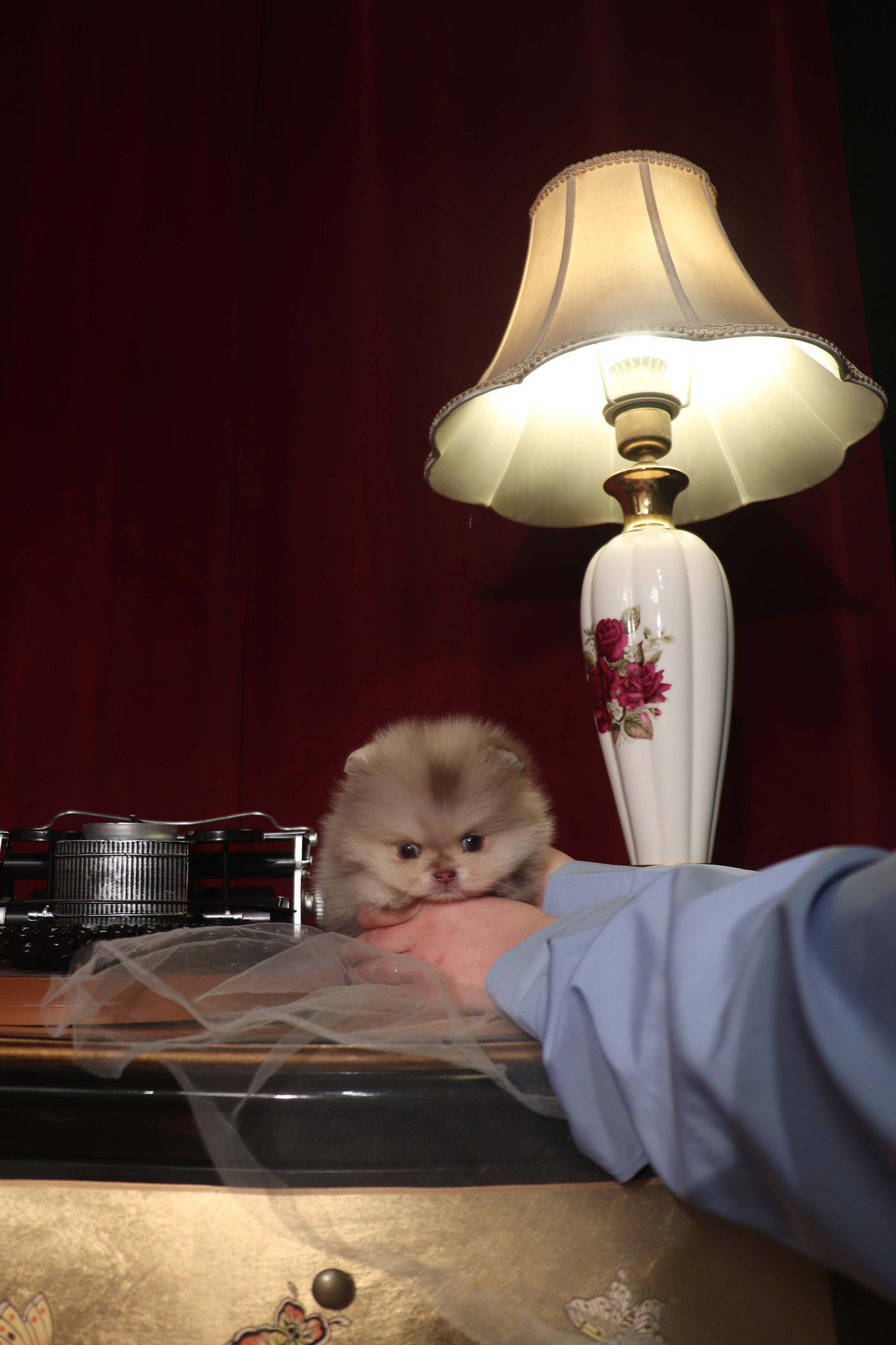 Hiroshi - Pomeranian M.