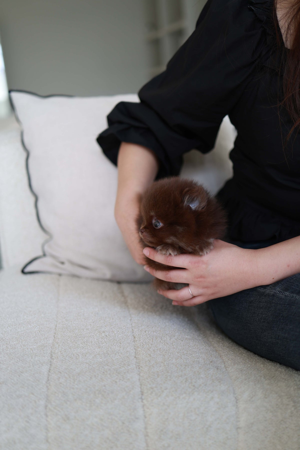Twix - Pomeranian M.