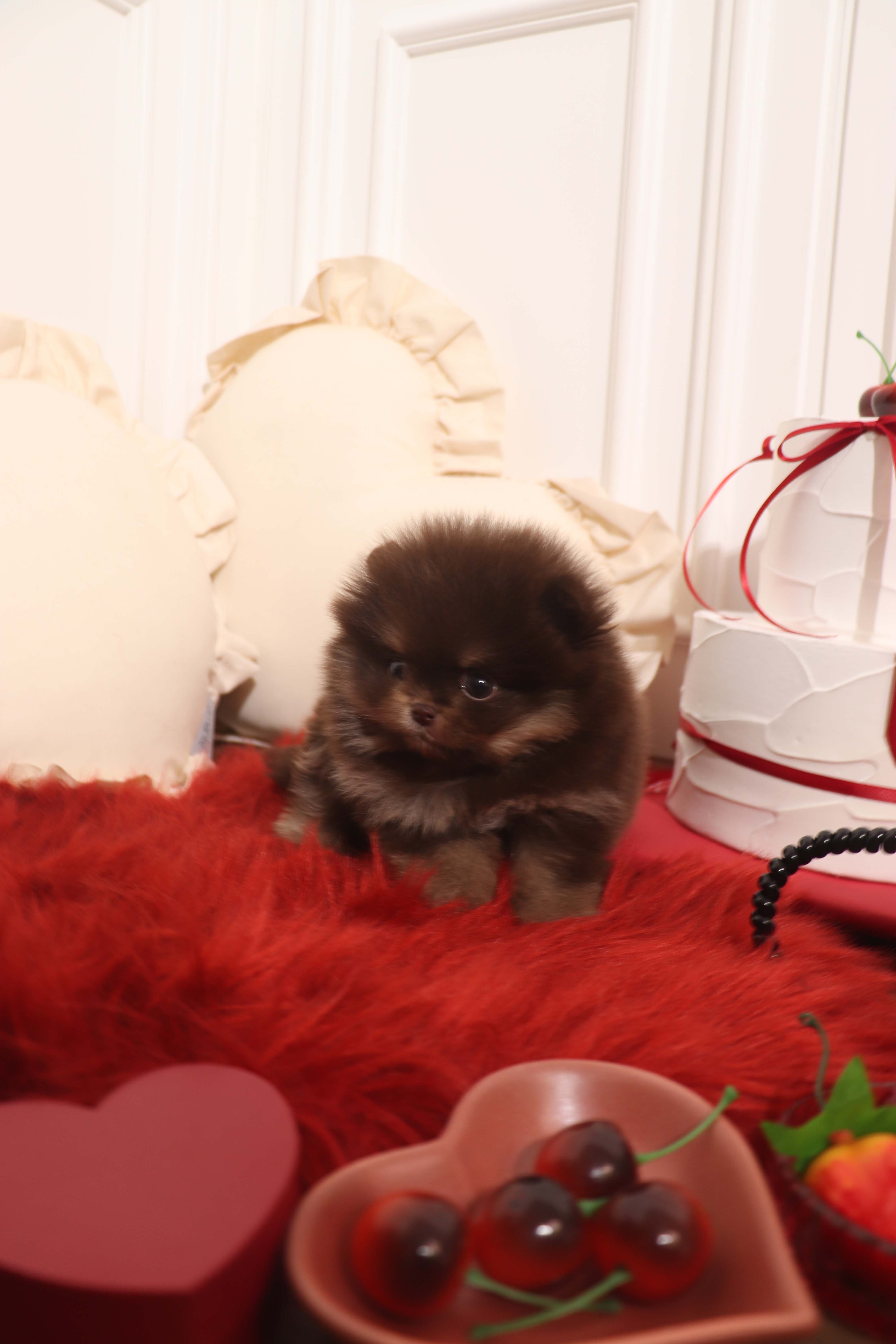 Hershey - Pomeranian M.