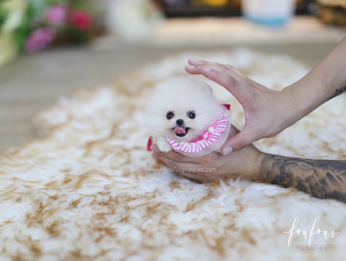 Latte - Pomeranian F.