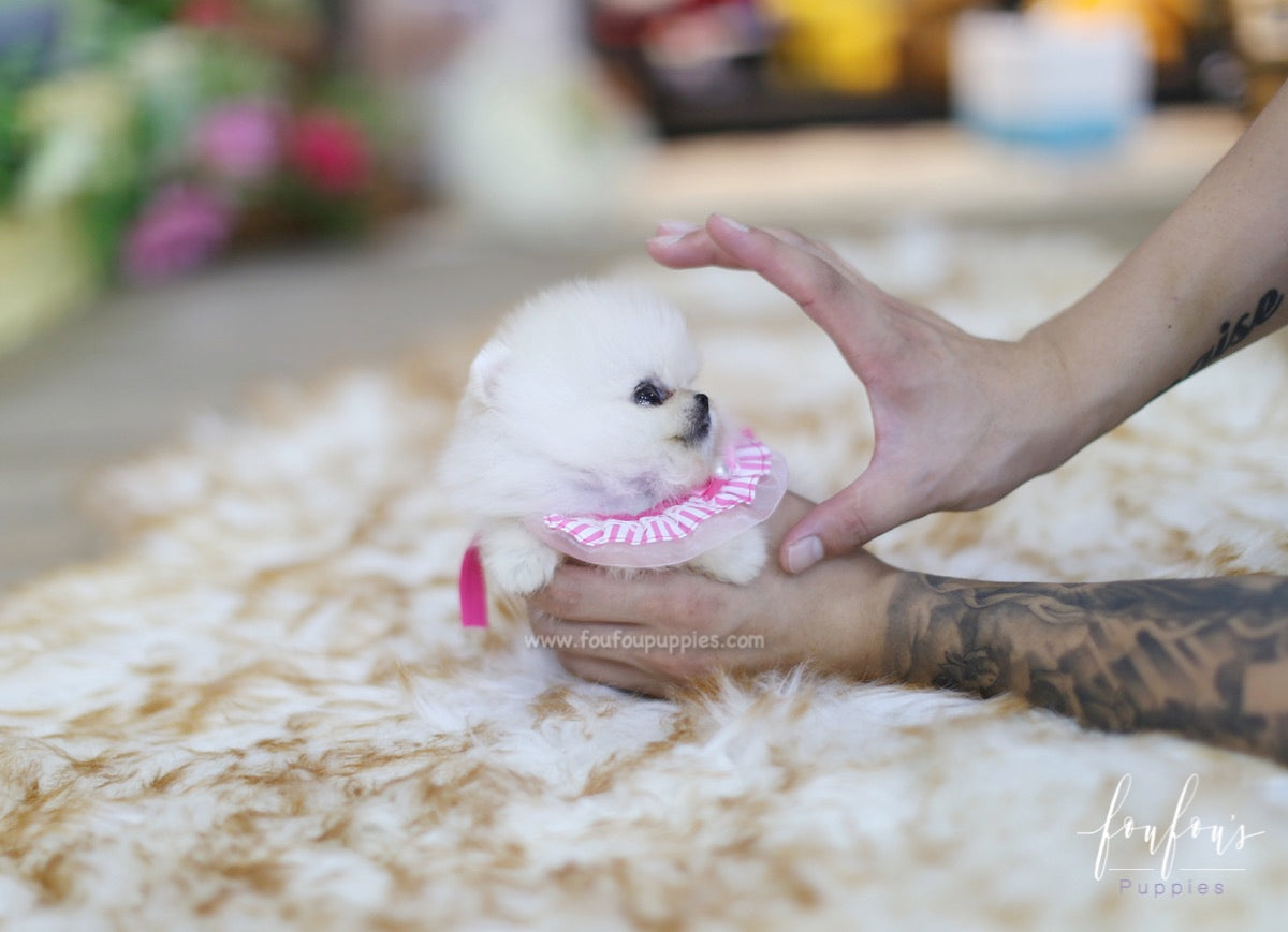 Latte - Pomeranian F.