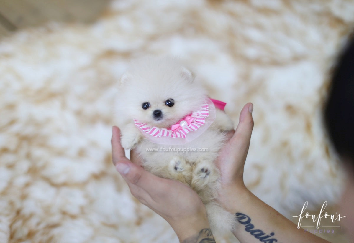 Latte - Pomeranian F.