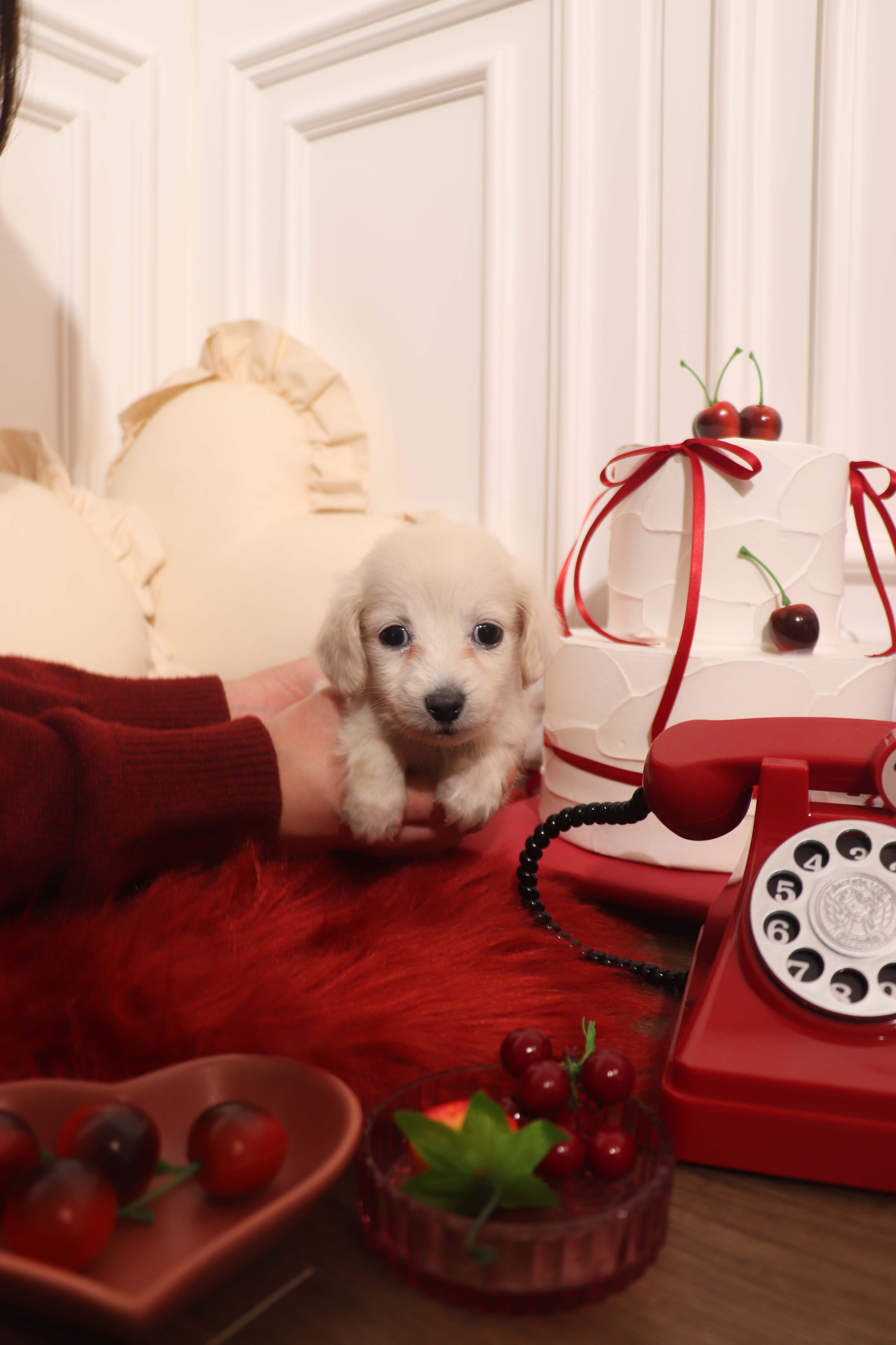 Lilly - Dachshund F.