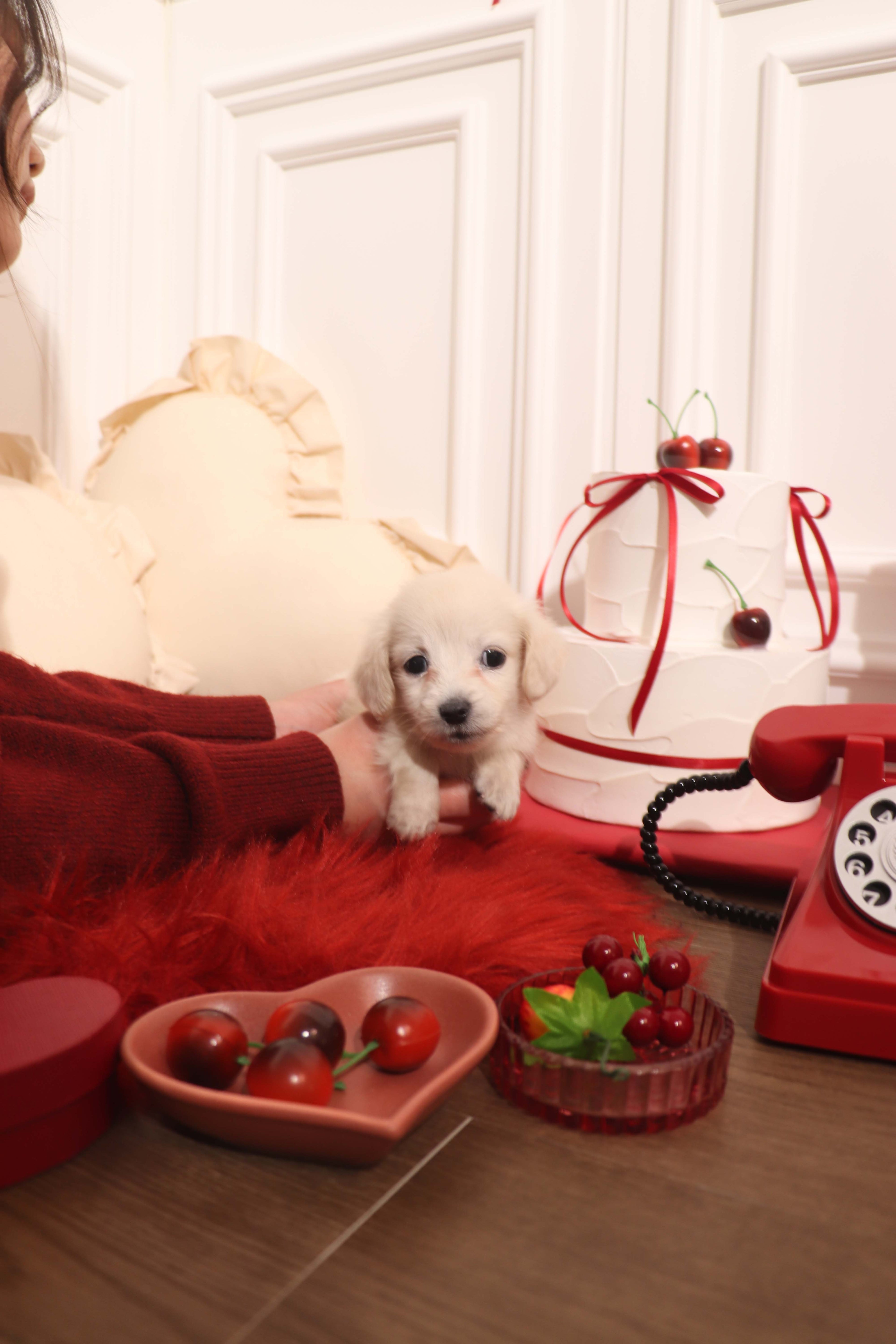 Lilly - Dachshund F.