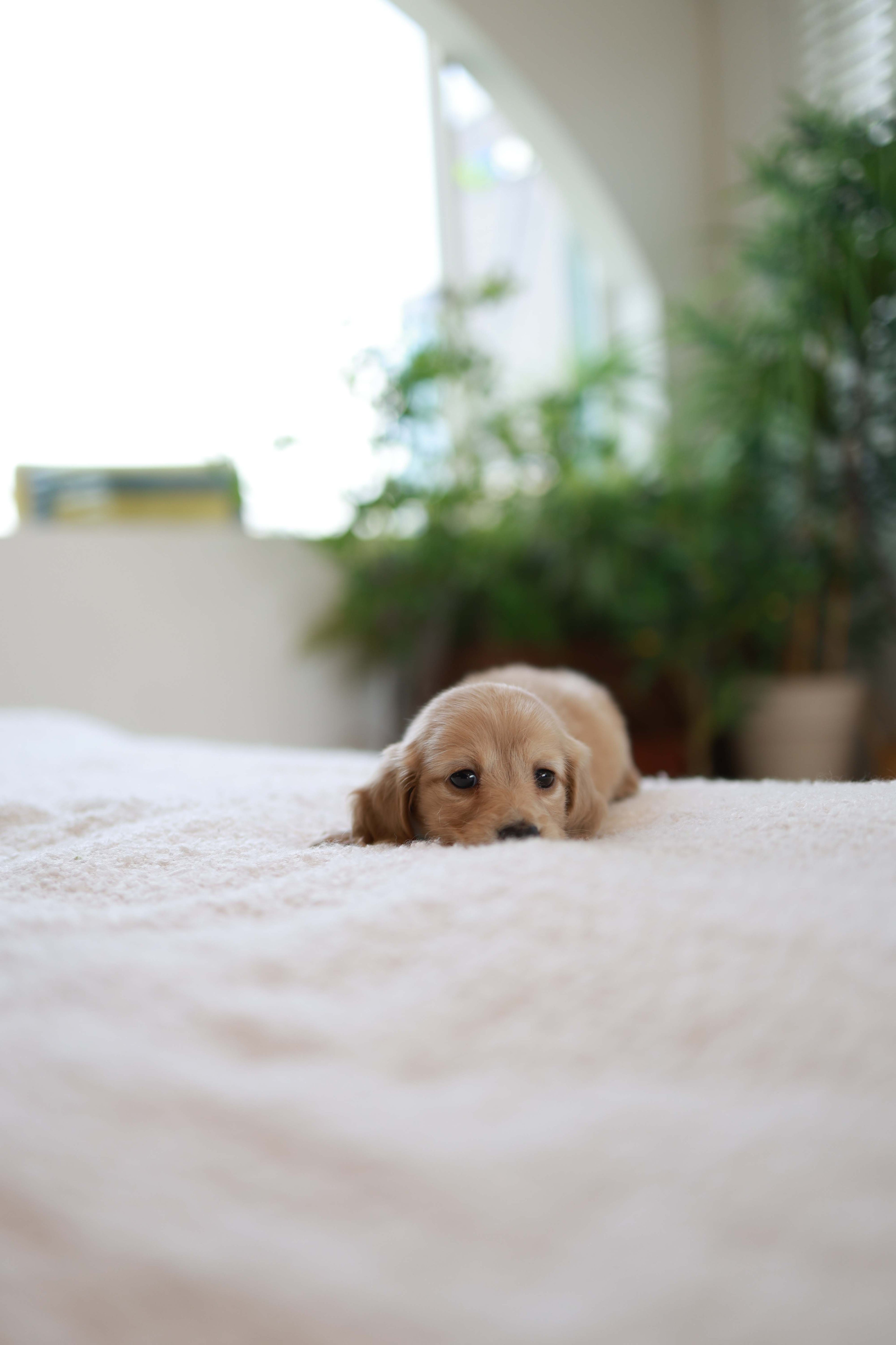 London - Dachshund M.