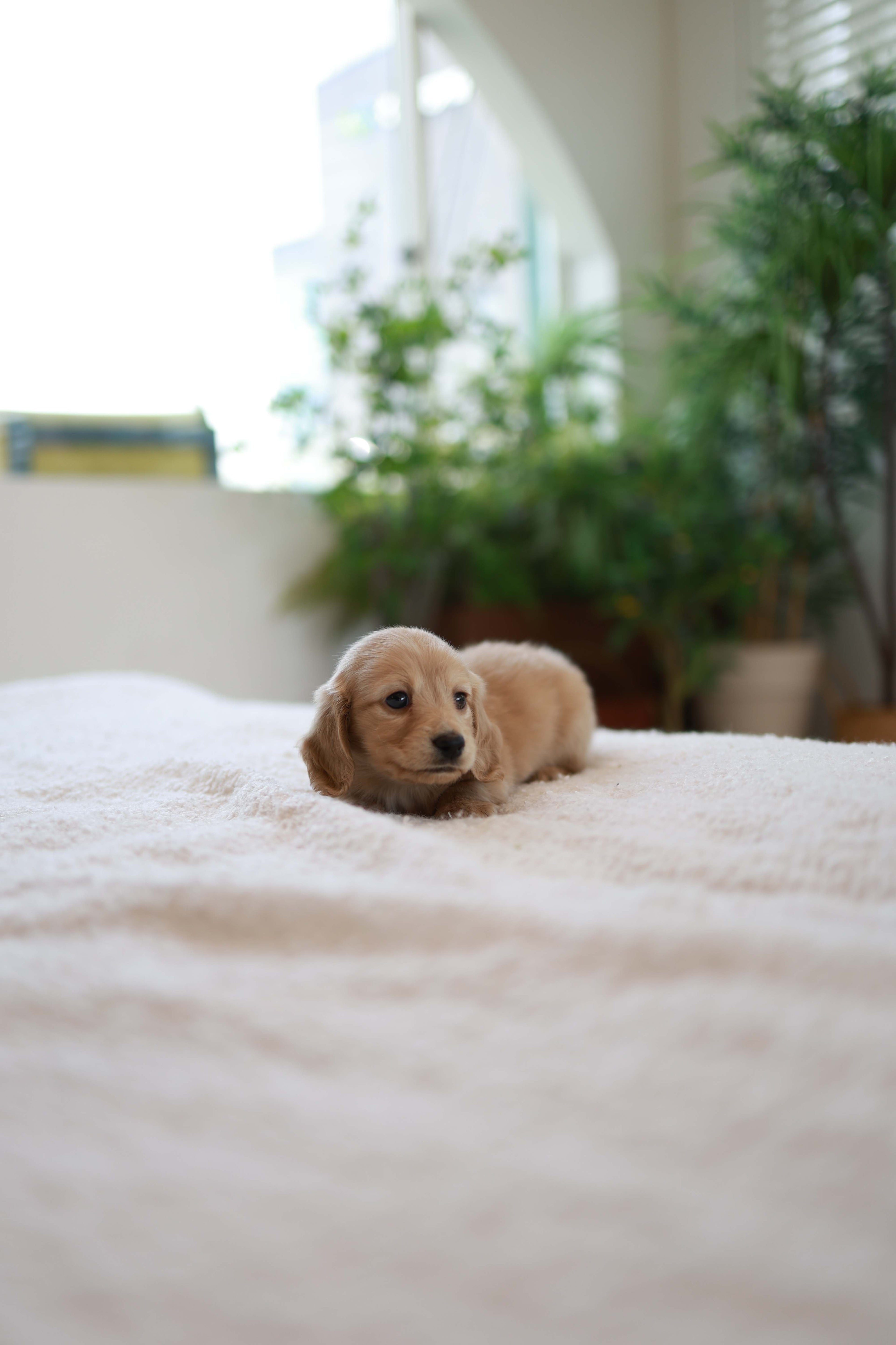 Puppy lying on a white surface with plants in the background