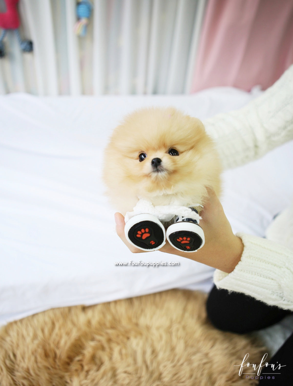 Dolce - Pomeranian F.