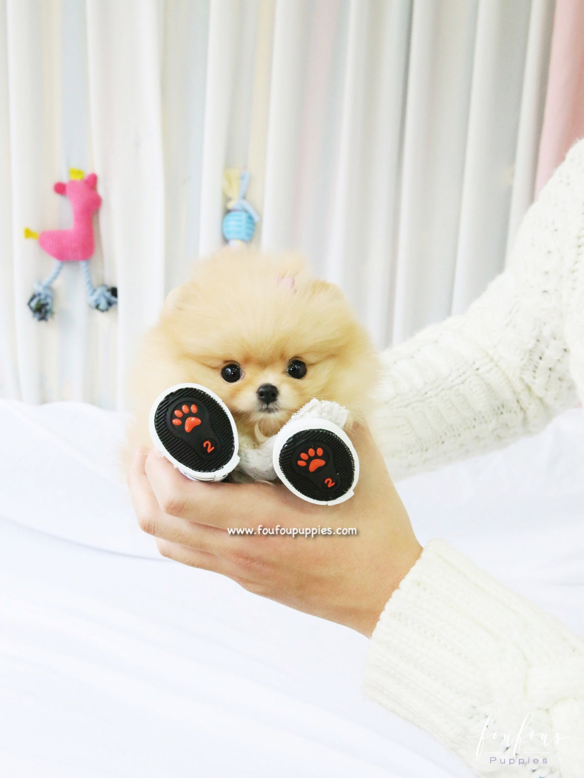 Dolce - Pomeranian F.