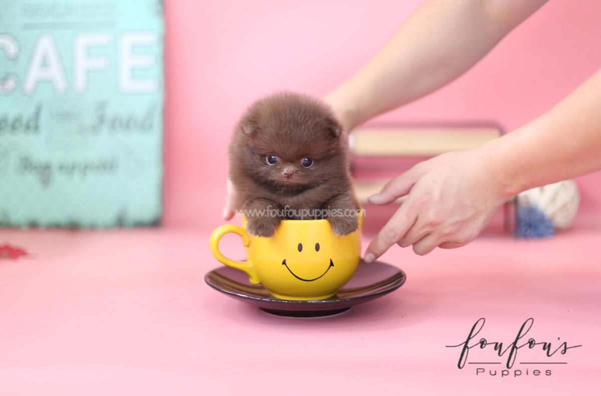Dolce-Pomeranian F.