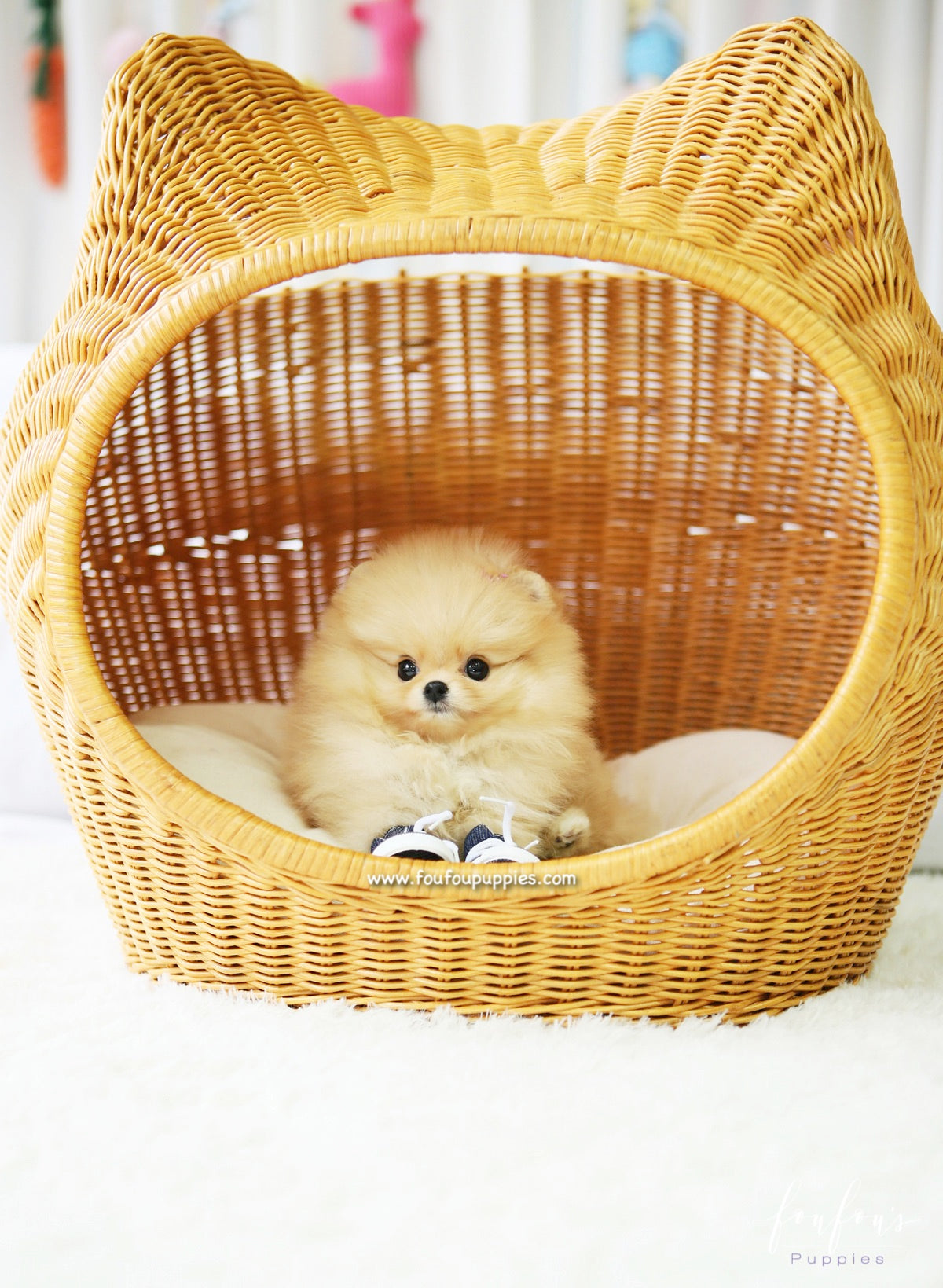 Dolce - Pomeranian F.