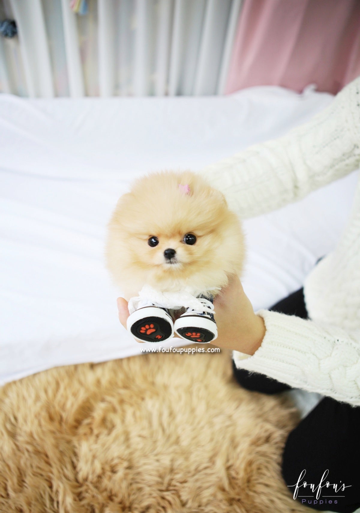 Dolce - Pomeranian F.