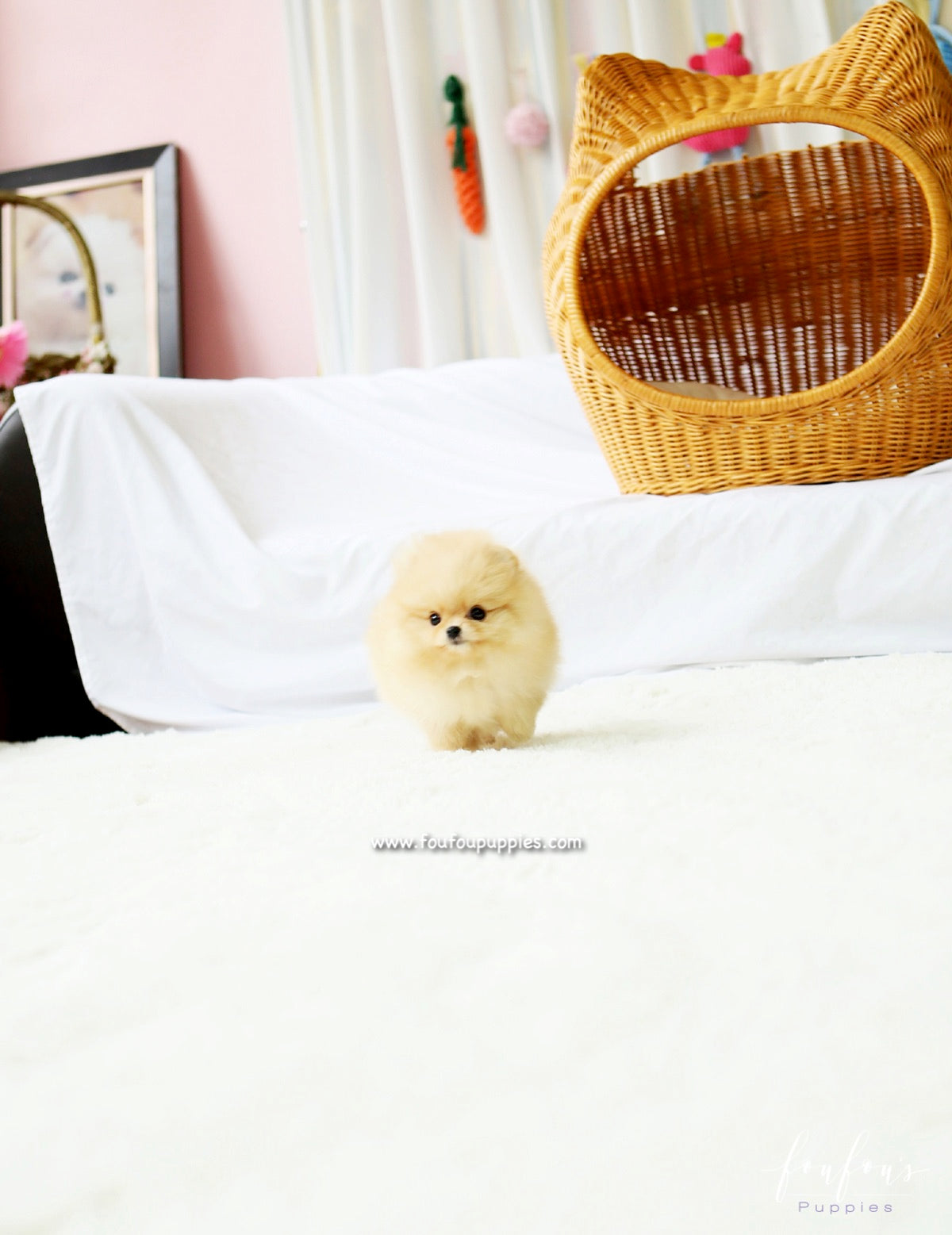 Dolce - Pomeranian F.