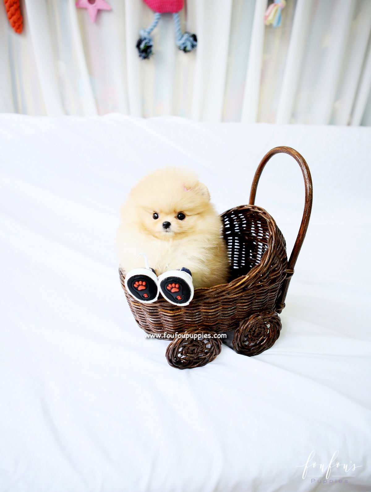 Dolce - Pomeranian F.