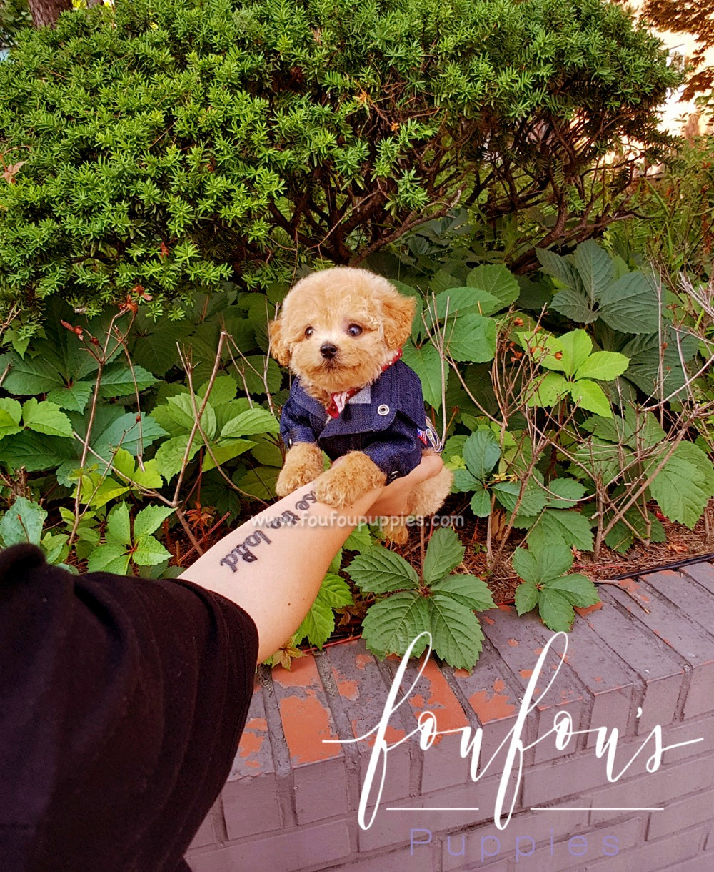 Ralph - Golden Doodle