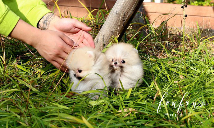 Hakuna & Matata - Pomeranian M. (Price is for each puppy)