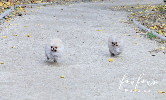 Hakuna & Matata - Pomeranian M. (Price is for each puppy)