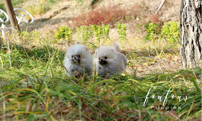Hakuna & Matata - Pomeranian M. (Price is for each puppy)