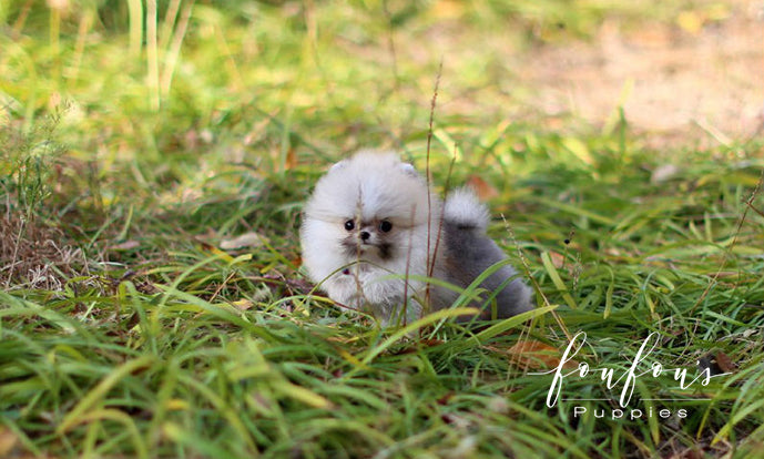 Hakuna & Matata - Pomeranian M. (Price is for each puppy)