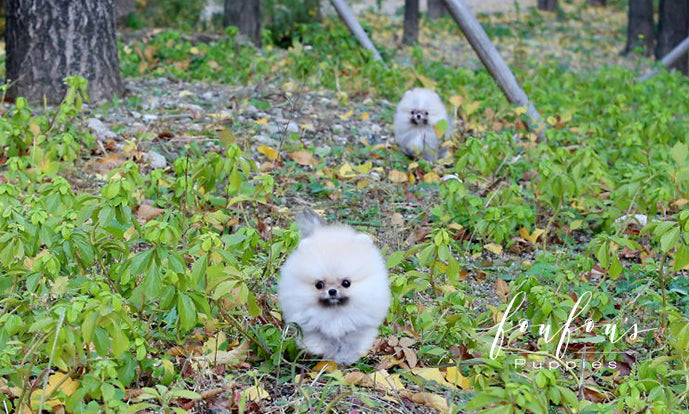 Hakuna & Matata - Pomeranian M. (Price is for each puppy)
