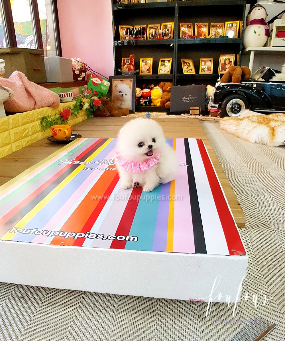 Nala - Pomeranian F.