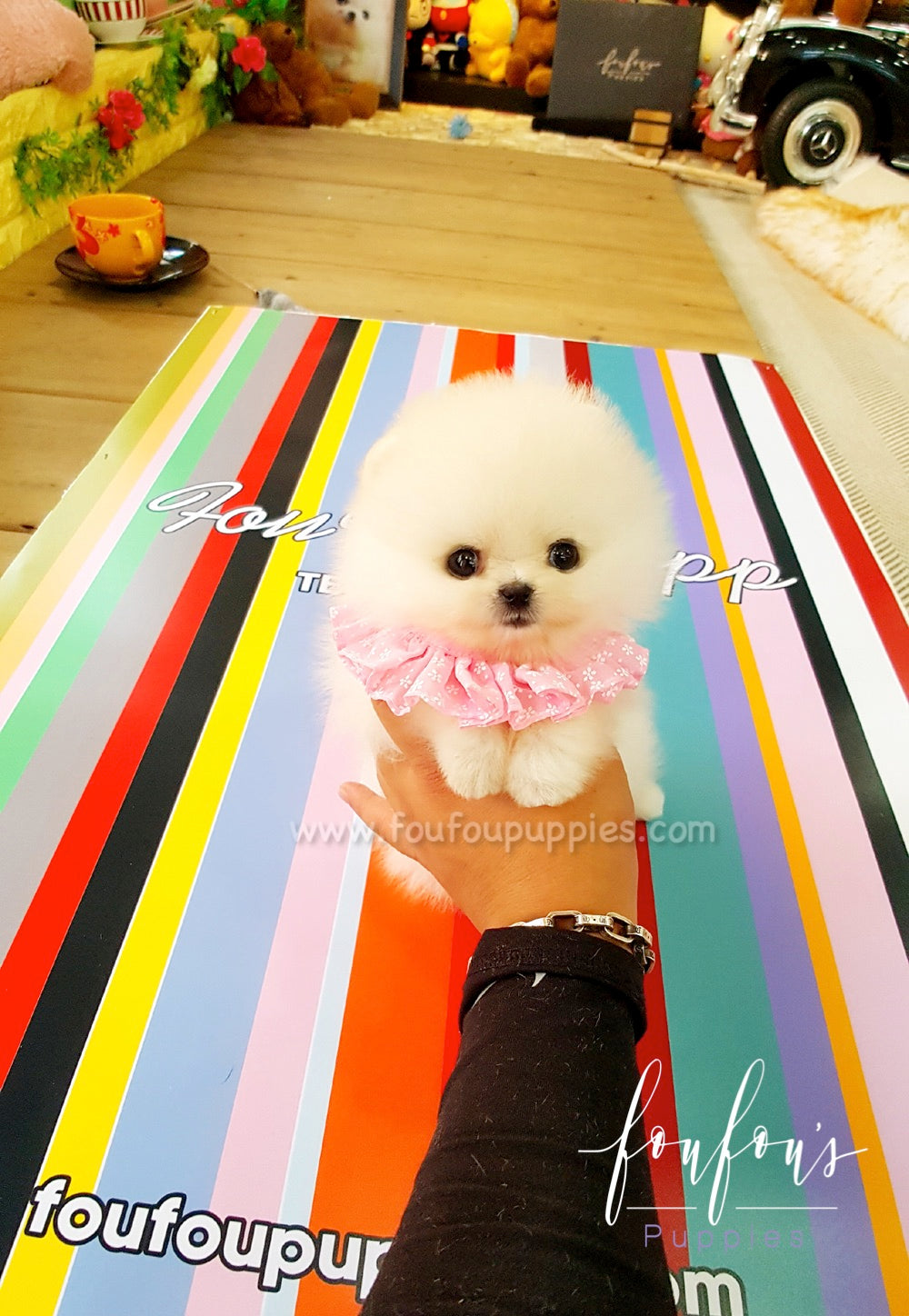 Nala - Pomeranian F.