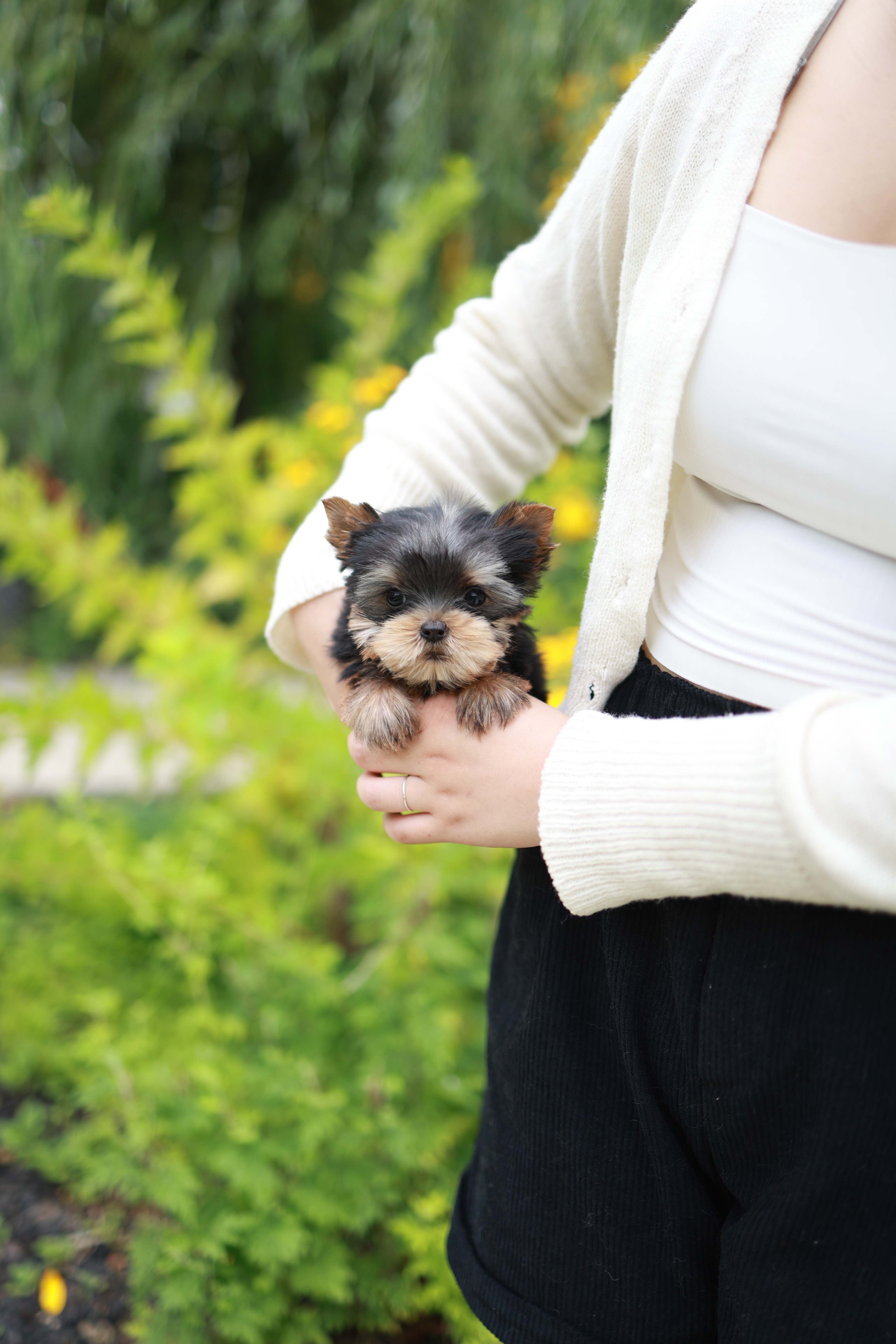 Skye - Yorshire Terrier F.